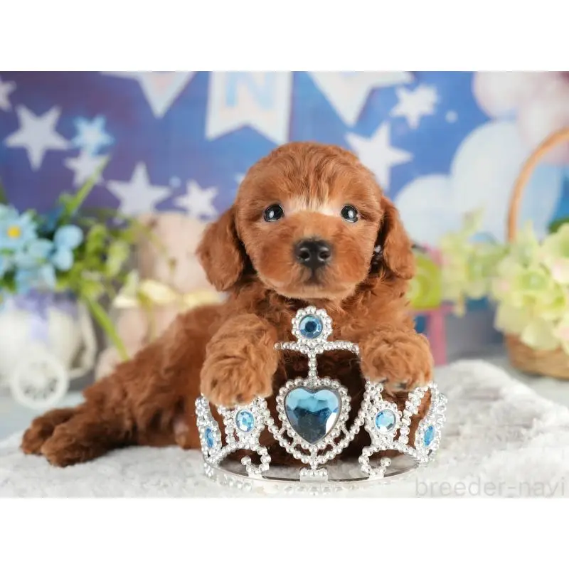 販売中の茨城県のトイプードル-454019の7枚目