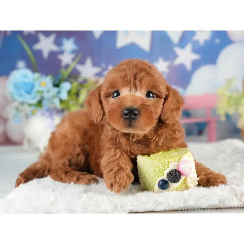 販売中の茨城県のトイプードル-454019の6枚目