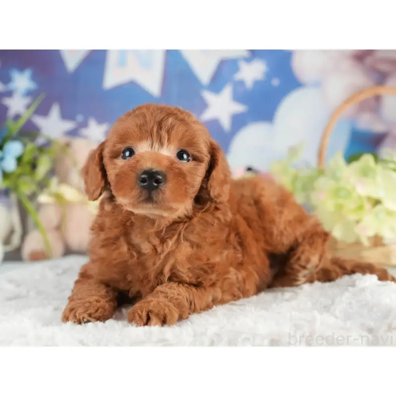 販売中の茨城県のトイプードル-454019の5枚目