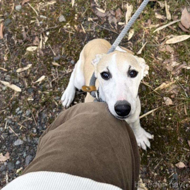 販売中の静岡県のウィペット-453925の6枚目