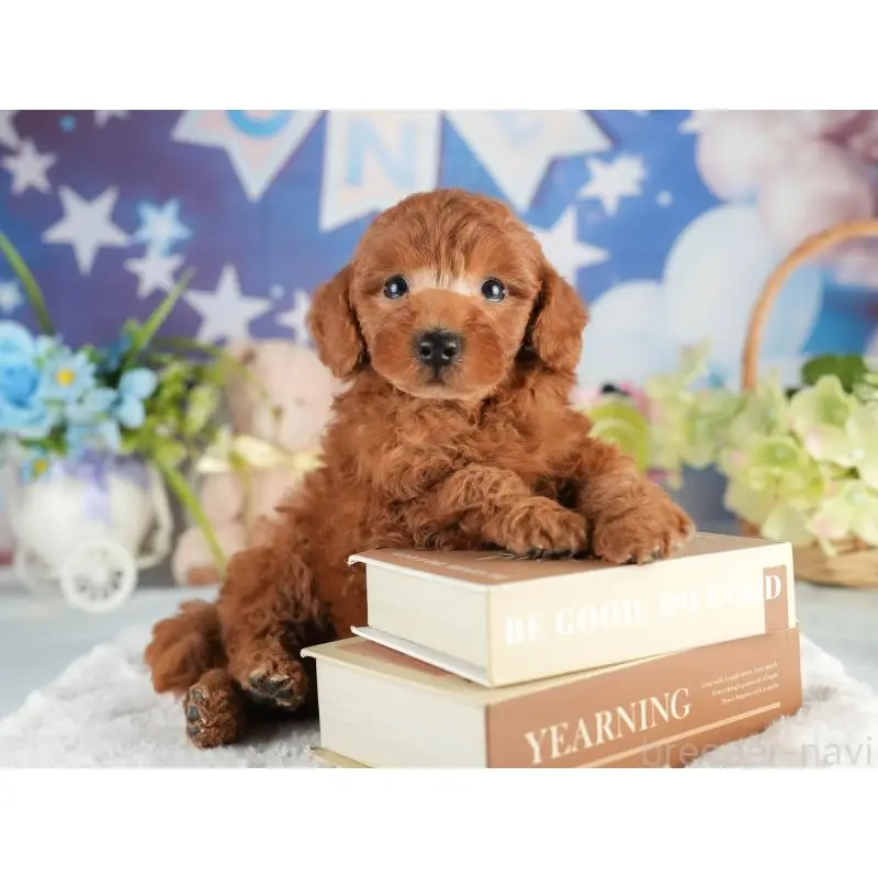 販売中の茨城県のトイプードル-454019の4枚目