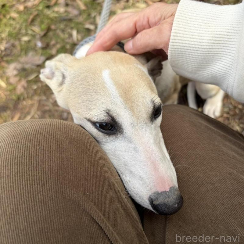 販売中の静岡県のウィペット-453925の5枚目