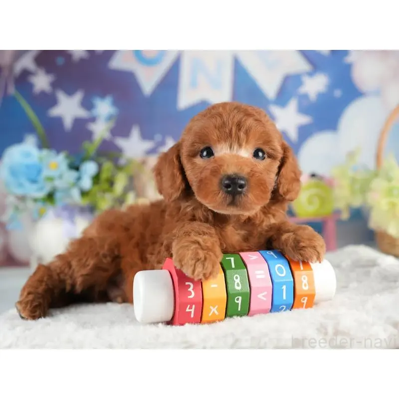 販売中の茨城県のトイプードル-454019の3枚目