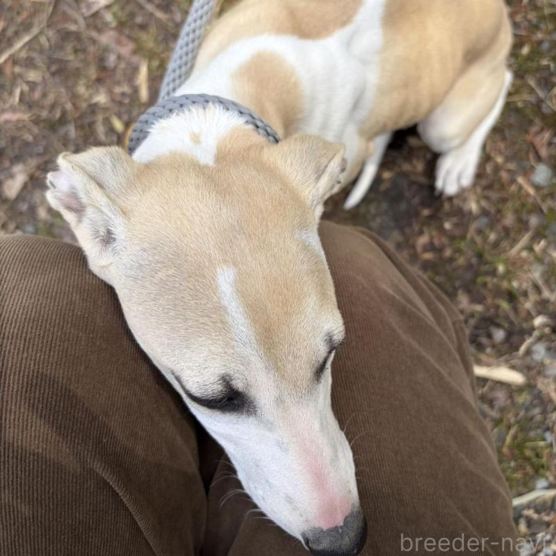 販売中の静岡県のウィペット-453925の4枚目