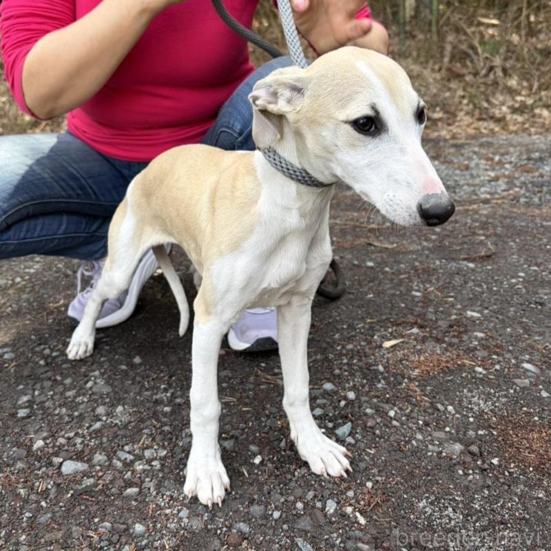 販売中の静岡県のウィペット-453925の3枚目