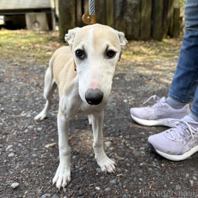 販売中の静岡県のウィペット-453925の2枚目