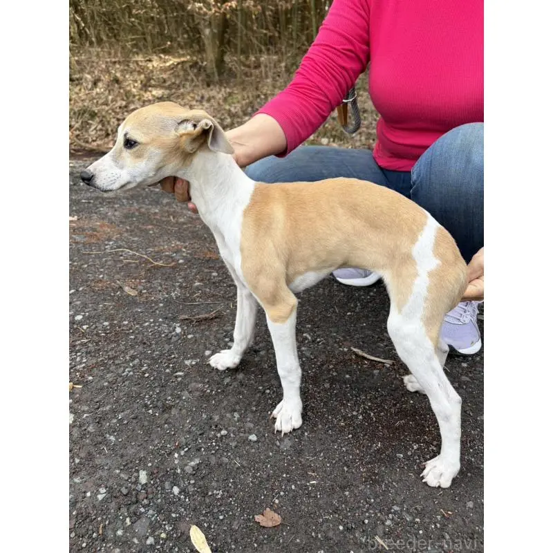 販売中の静岡県のウィペット-453927の11枚目