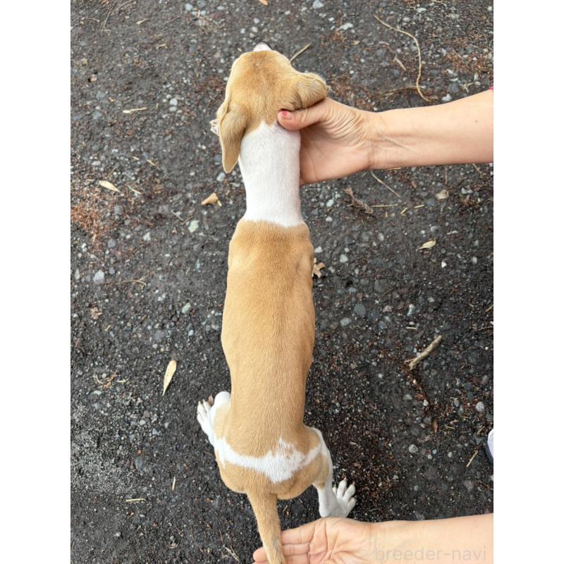 販売中の静岡県のウィペット-453927の10枚目