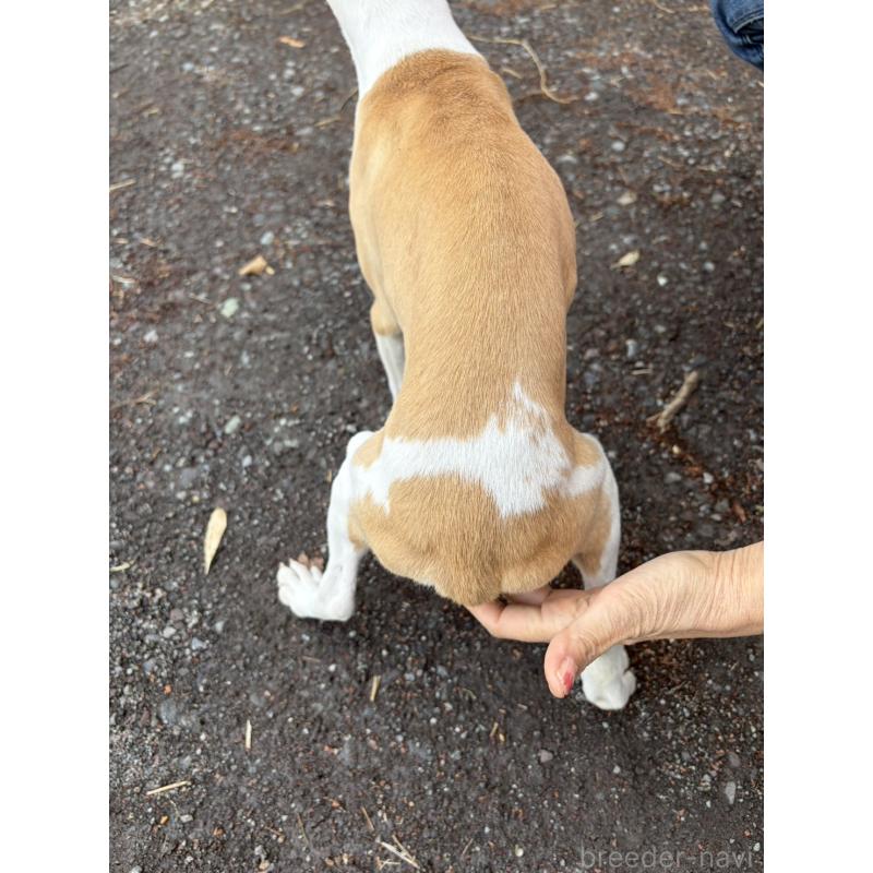 販売中の静岡県のウィペット-453927の9枚目