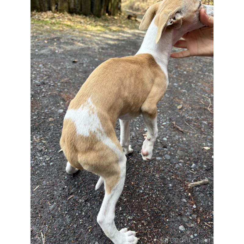 販売中の静岡県のウィペット-453927の8枚目