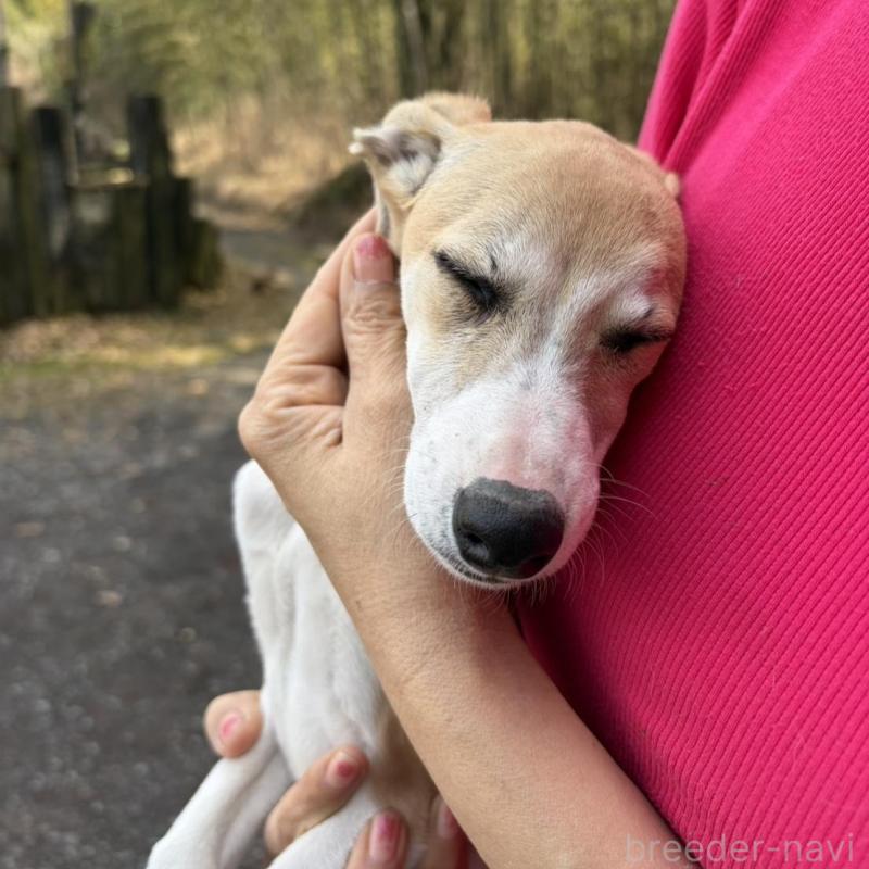 販売中の静岡県のウィペット-453927の7枚目