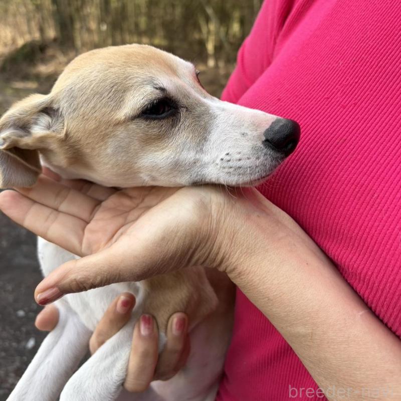 販売中の静岡県のウィペット-453927の6枚目