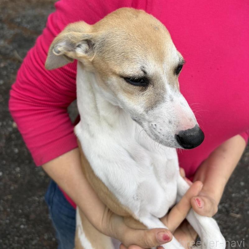 販売中の静岡県のウィペット-453927の5枚目