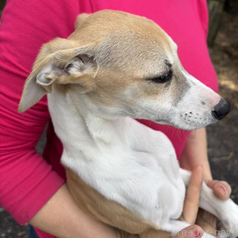 販売中の静岡県のウィペット-453927の4枚目