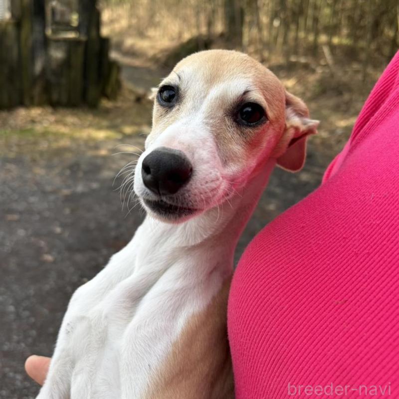 販売中の静岡県のウィペット-453927の3枚目