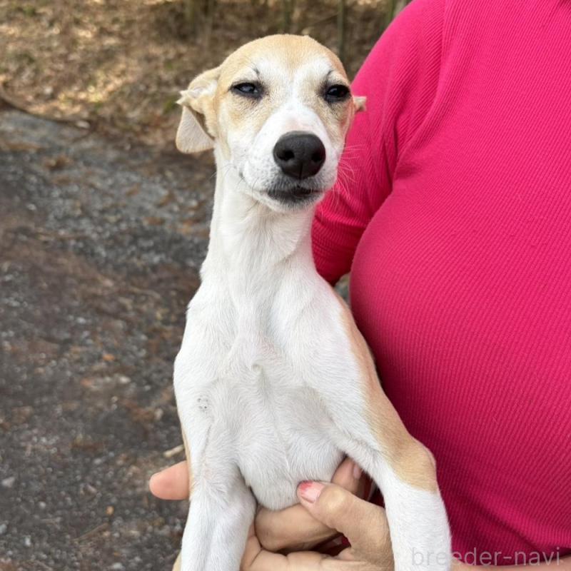 販売中の静岡県のウィペット-453927の2枚目