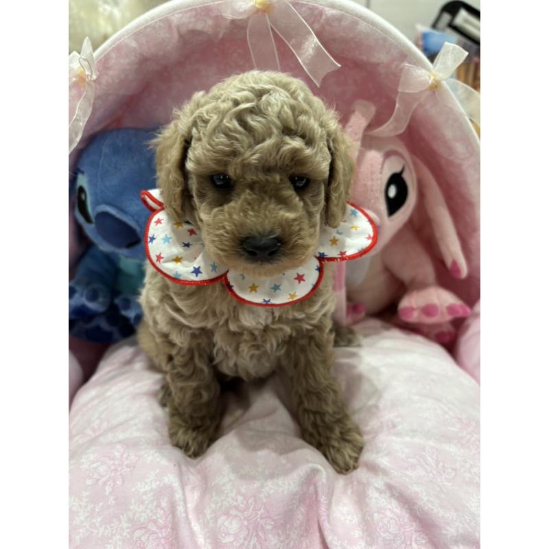 販売中の愛知県のトイプードル-453928の3枚目