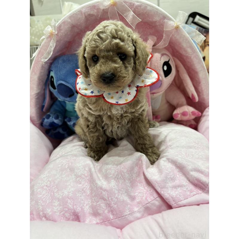 販売中の愛知県のトイプードル-453928の2枚目