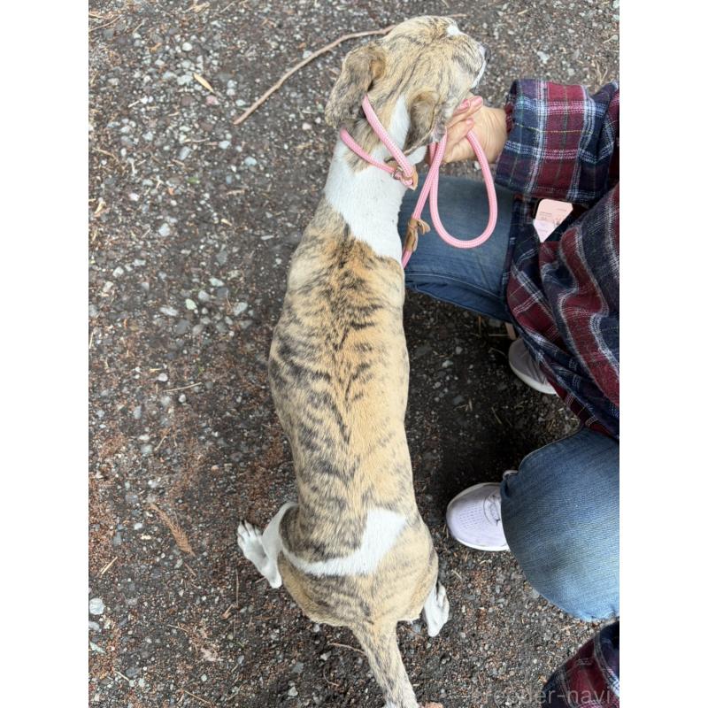 販売中の静岡県のウィペット-453930の9枚目