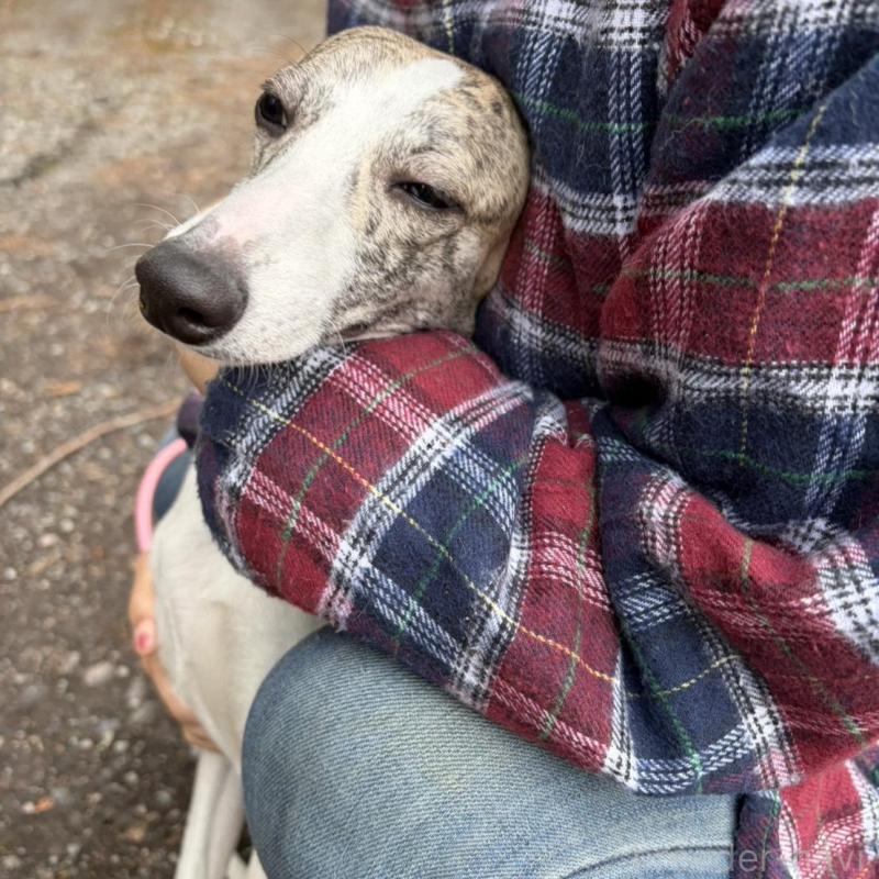 販売中の静岡県のウィペット-453930の8枚目