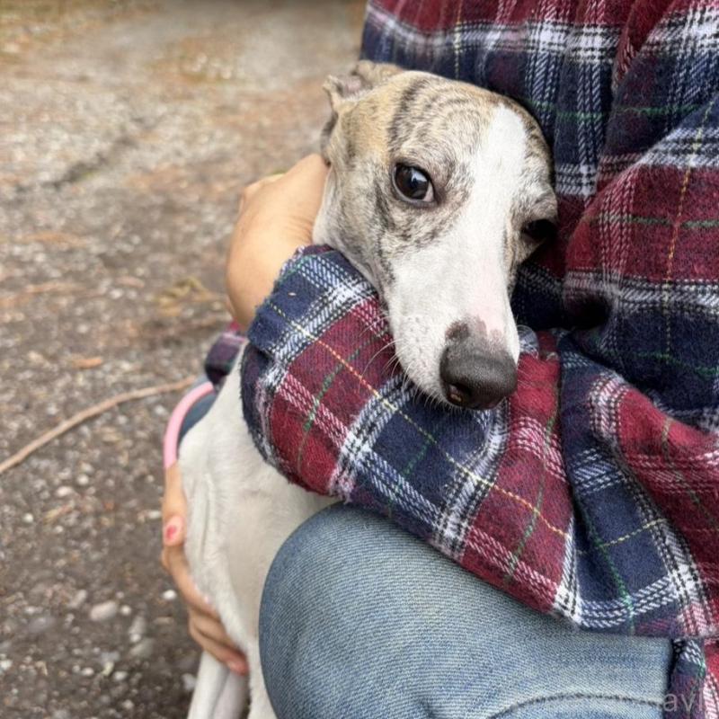 販売中の静岡県のウィペット-453930の7枚目