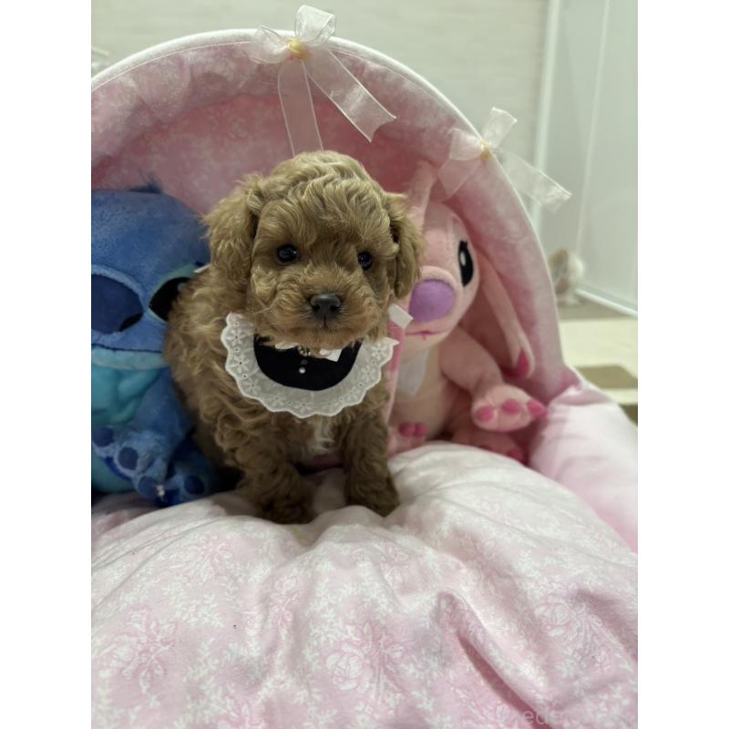 販売中の愛知県のマルプー:マルチーズ×トイプードル-453929の3枚目