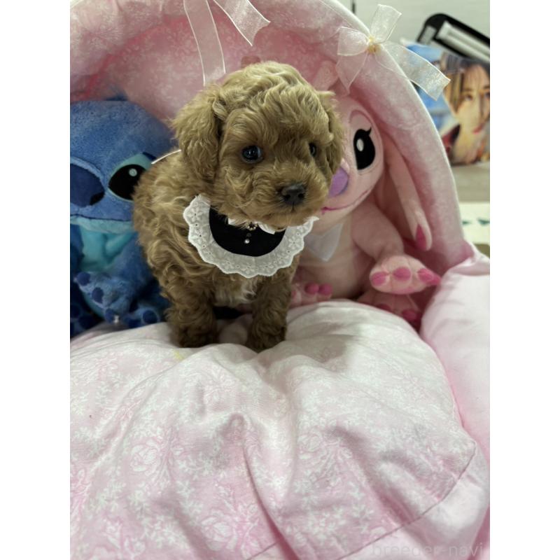 販売中の愛知県のマルプー:マルチーズ×トイプードル-453929の2枚目