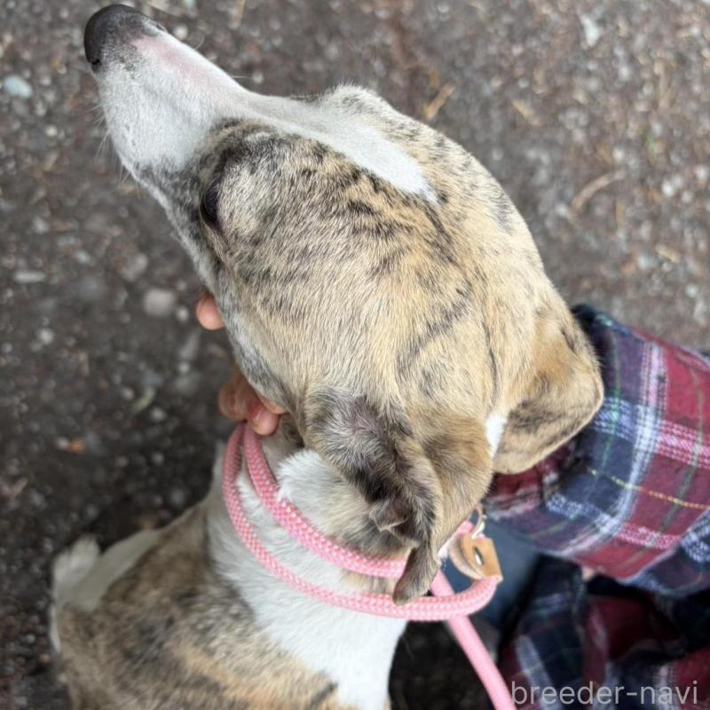 販売中の静岡県のウィペット-453930の5枚目