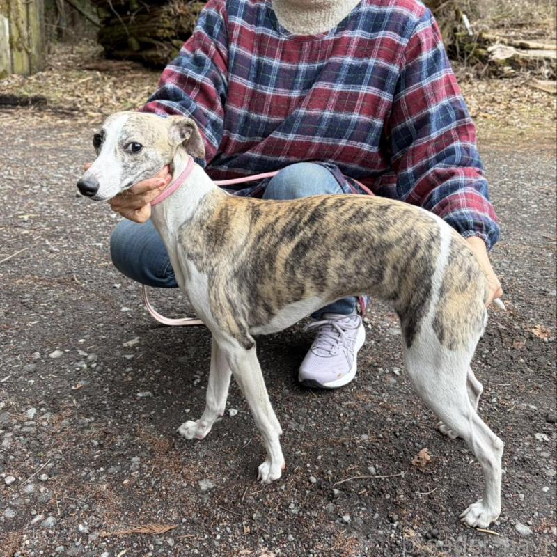 販売中の静岡県のウィペット-453930の4枚目