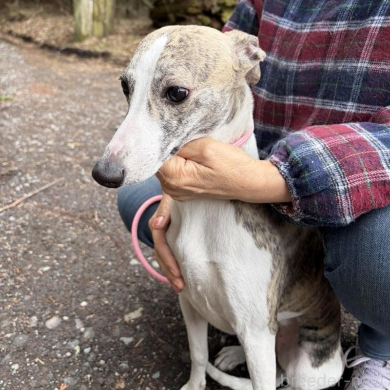 販売中の静岡県のウィペット-453930の3枚目