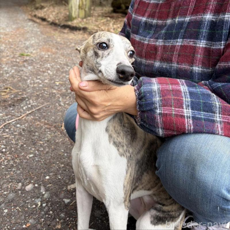 販売中の静岡県のウィペット-453930の2枚目