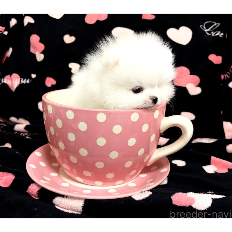 販売中の京都府のポメラニアン-453931の2枚目