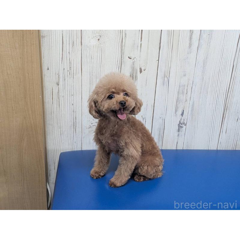 商談中の鹿児島県のタイニープードル-453934の3枚目