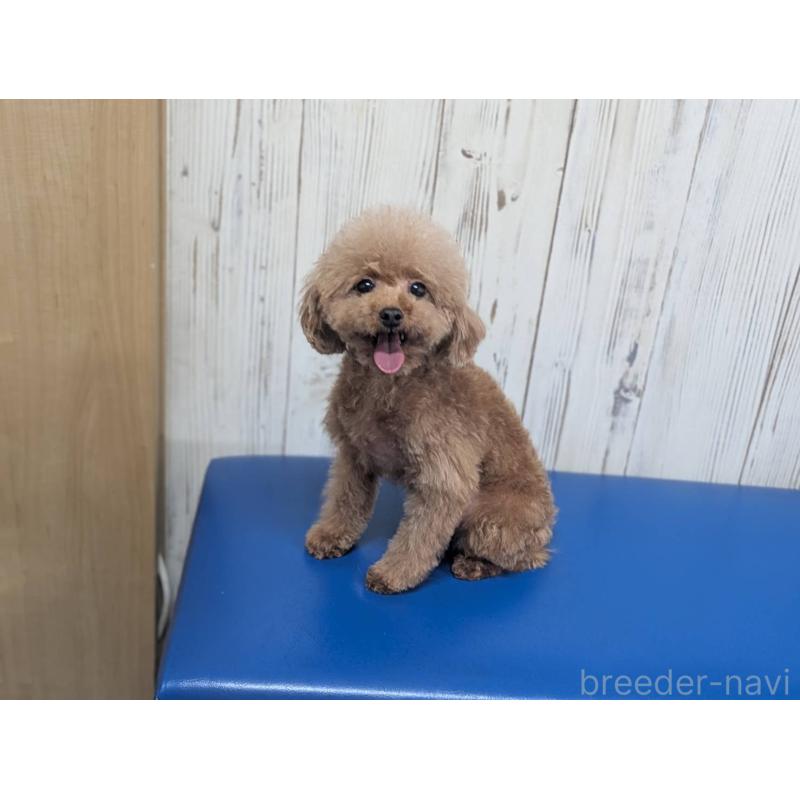 商談中の鹿児島県のタイニープードル-453934の2枚目