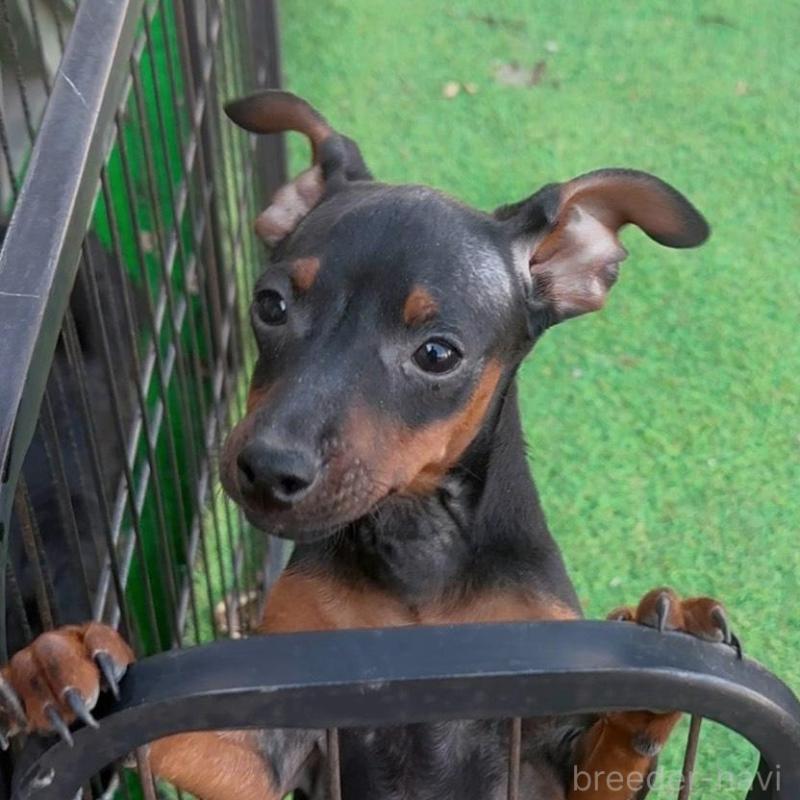 販売中の群馬県のミニチュアピンシャー(ミニピン)-453933の5枚目