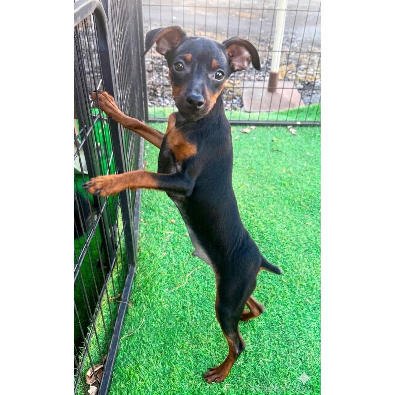 販売中の群馬県のミニチュアピンシャー(ミニピン)-453933の4枚目