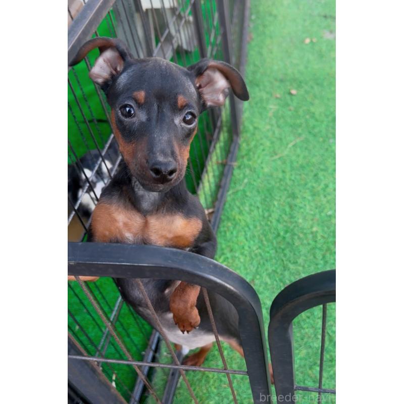 販売中の群馬県のミニチュアピンシャー(ミニピン)-453933の3枚目