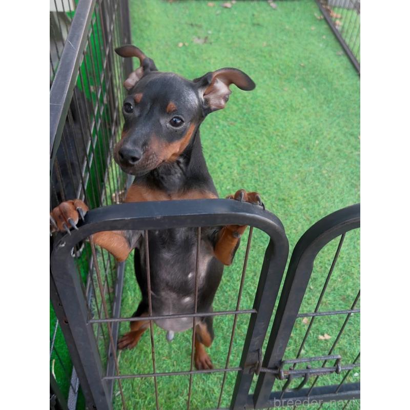 販売中の群馬県のミニチュアピンシャー(ミニピン)-453933の2枚目