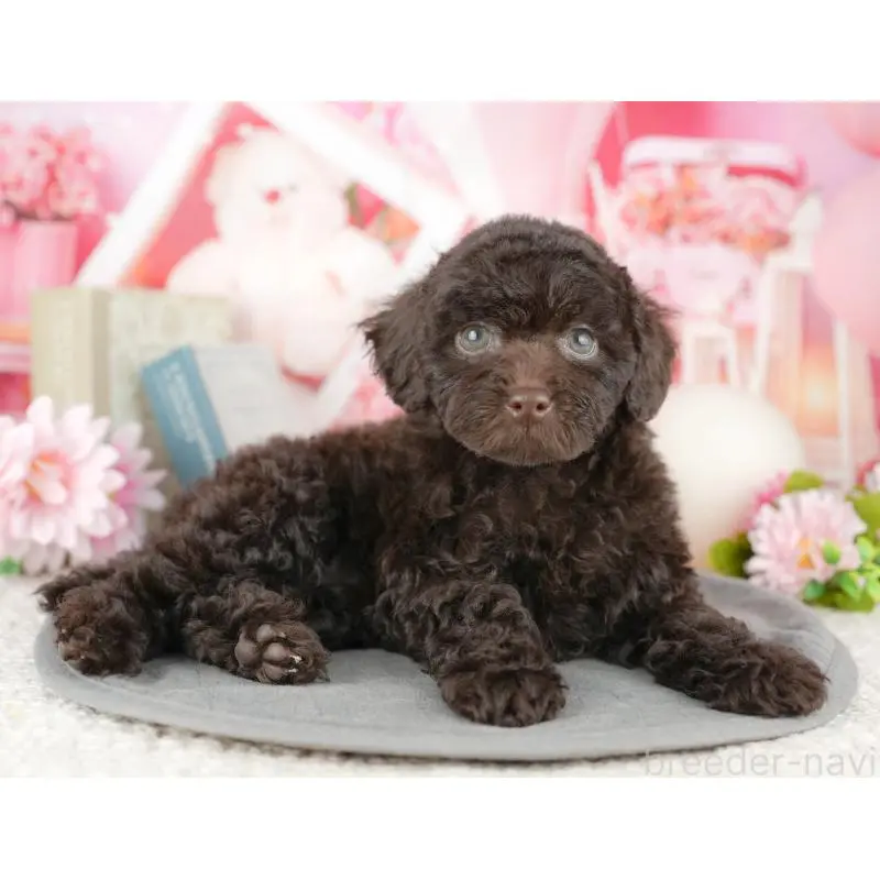 販売中の埼玉県のトイプードル-455190の11枚目