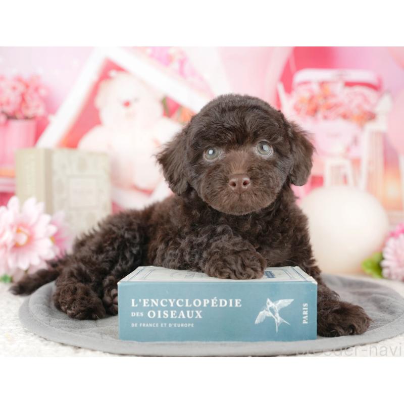 販売中の埼玉県のトイプードル-455190の7枚目