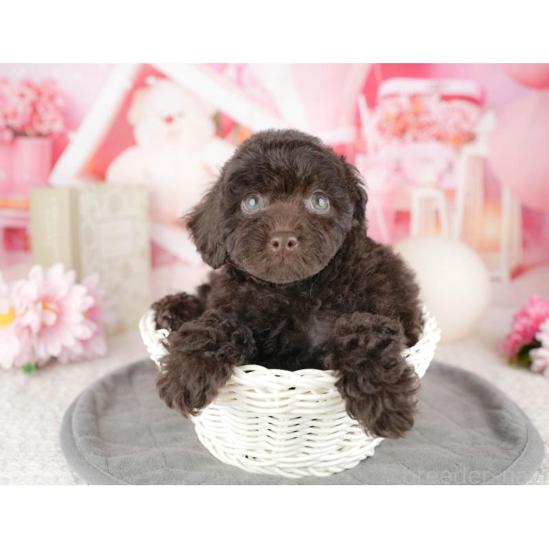 販売中の埼玉県のトイプードル-455190の6枚目