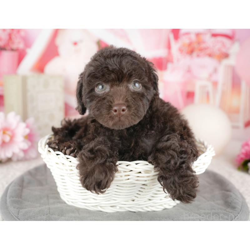 販売中の埼玉県のトイプードル-455190の5枚目