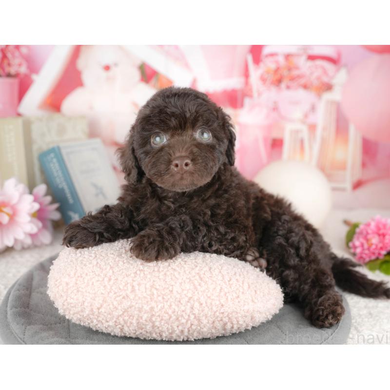 販売中の埼玉県のトイプードル-455190の4枚目