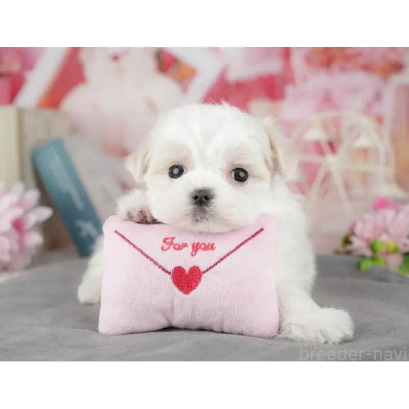 販売中の埼玉県のマルチーズ-455189の11枚目