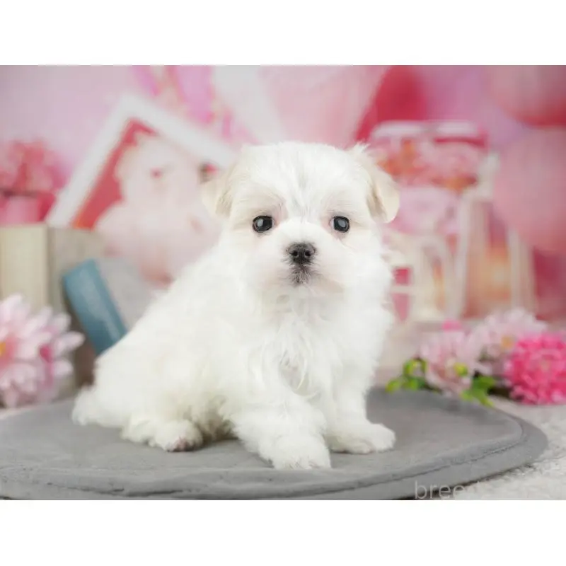 販売中の埼玉県のマルチーズ-455189の10枚目