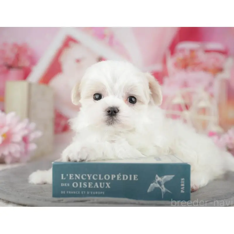 販売中の埼玉県のマルチーズ-455189の9枚目