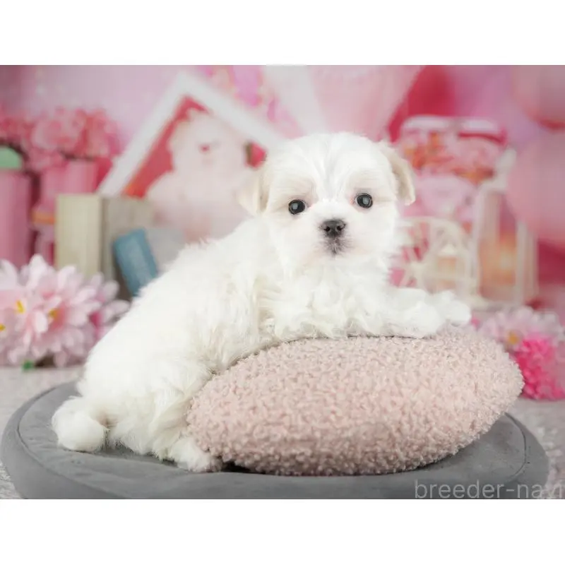 販売中の埼玉県のマルチーズ-455189の8枚目