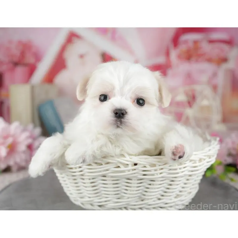 販売中の埼玉県のマルチーズ-455189の7枚目