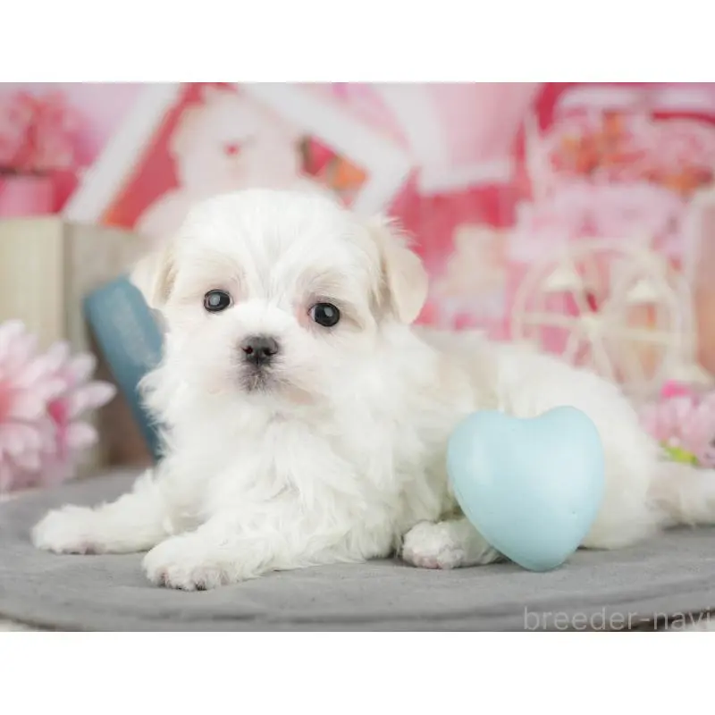 販売中の埼玉県のマルチーズ-455189の6枚目