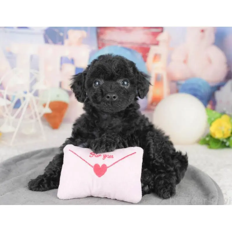 販売中の埼玉県のトイプードル-455188の10枚目